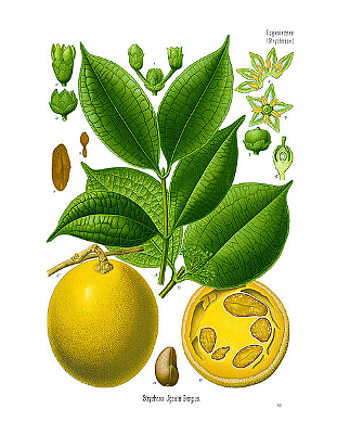 IGNATIA AMARA